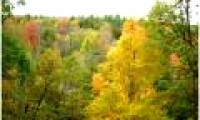 American trees die faster because of climate