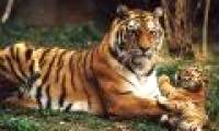 Amur the Tiger has escaped extinction