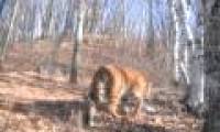 Amur's tiger reappeared in China