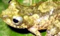 An additional species of tree frog was discovered in Vietnam