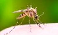 An additional virus is transmitted to humans by mosquitoes