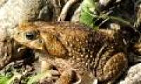 An Australian state declared war on giant frogs