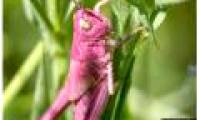 An extremely rare pink grasshopper appeared