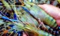 An Giang successfully produces giant freshwater shrimp