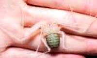 An hour cracked his molting spider leg