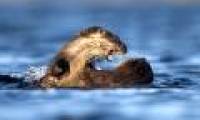 An unequal battle between crocodiles and otters