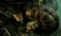 Anaconda pythons kill males after mating