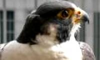 Analysis of the organism genome to re-establish the evolutionary tree