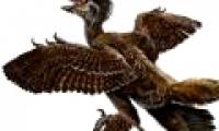 Ancient birds once had four wings
