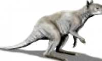 Ancient Kangaroo: Steel-hard jawbone that can split large trunk