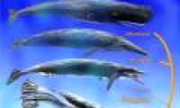 Ancient whales have legs