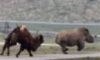 Angry camels chase the rhino to run out of smoke
