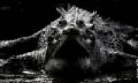 Animal feed to change crocodile gender?