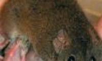 Animal fiends 'love' is crazy, intense to death