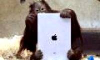 Animal intelligence