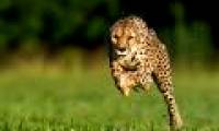 Animal photos last week: Cheetah newspaper broke the world record