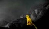 Animal photos last week: Golden frog festival in Panama