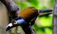 Animal photos: The beauty of the Tu-birds
