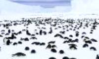 Animal suicide - the mystery of 'conscious death'