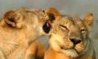 Animals also come to the top when they do