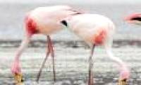 Animals also commit suicide like humans