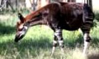 Animals are 100% real but identical