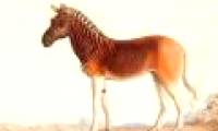 Animals are only in legend