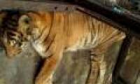 Animals at the Indonesian Zoo are in danger