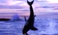 Animals 'blooming' in the deep sea