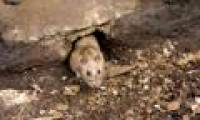 Animals can predict earthquakes