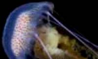 Animals do not heart, do not brain swim wonders