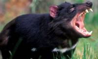 Animals eat a lot without fear of fat?