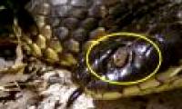 Animals make most blind, poisonous cobras on Australia