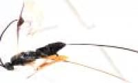 Animals on Earth behave like alien creatures