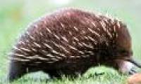 Animals possess up to ... 4 unique 'penis' on Earth