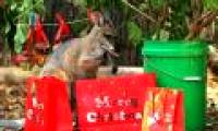 Animals welcome Christmas