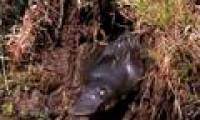 Animals with tails of beaver, oversized ducklings and poisonous seal legs