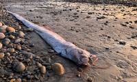Another 'doomsday fish' washes up in California