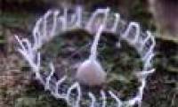 Answer the mysterious structure in the Amazon forest