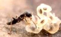 Ant likes urban life