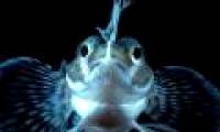 Antarctic Antarctic fish is about to be extinct