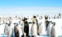 Antarctic emperor penguins doubled