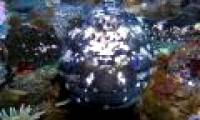 Antarctic fish's blood has antifreeze