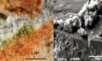 Antarctic mushrooms prove life on Red planet