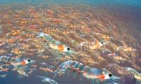 Antarctic shrimp eat 300 million tons every year but still not extinct