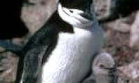 Antarctica has more animals than the Galapagos