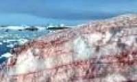 Antarctica unexpectedly appeared 'watermelon snow'