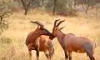 Antelopes fool children into mating