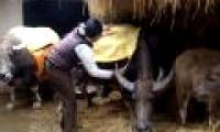Anti-cold measures for cattle