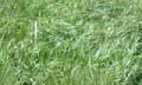 Anti-flood grass was born